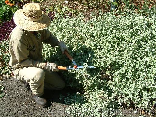 Clipping Helichrysum petiolare 